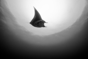 Manta B&W